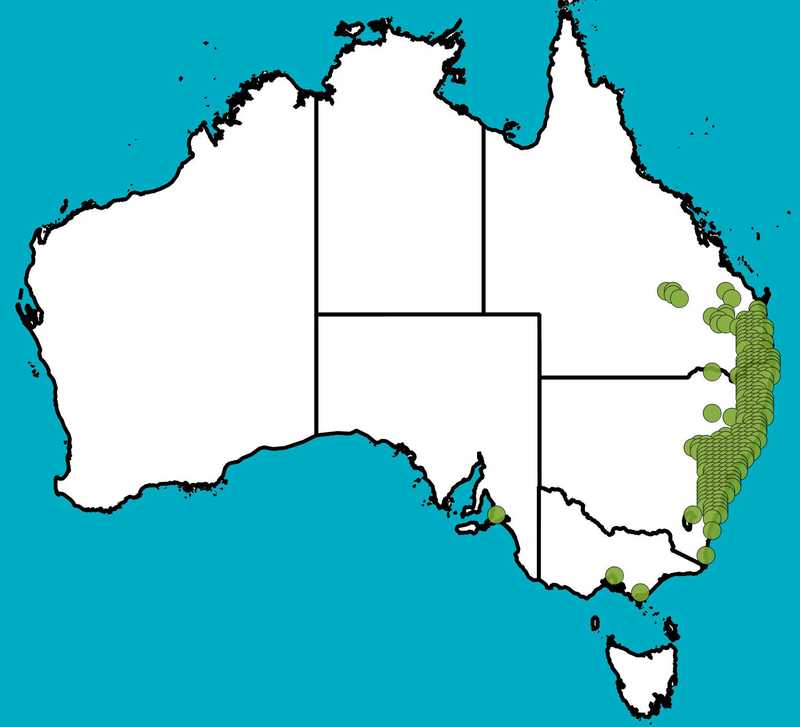 Eucalyptus Punctata Large Fruited Grey Gum Plant Profiles